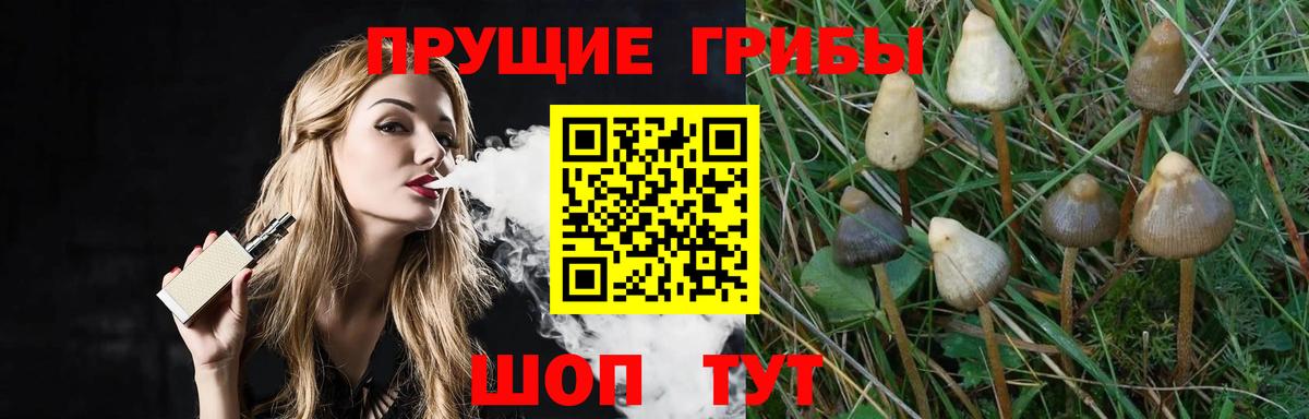 Псилоцибиновые грибы прущие грибы Сосновый Бор